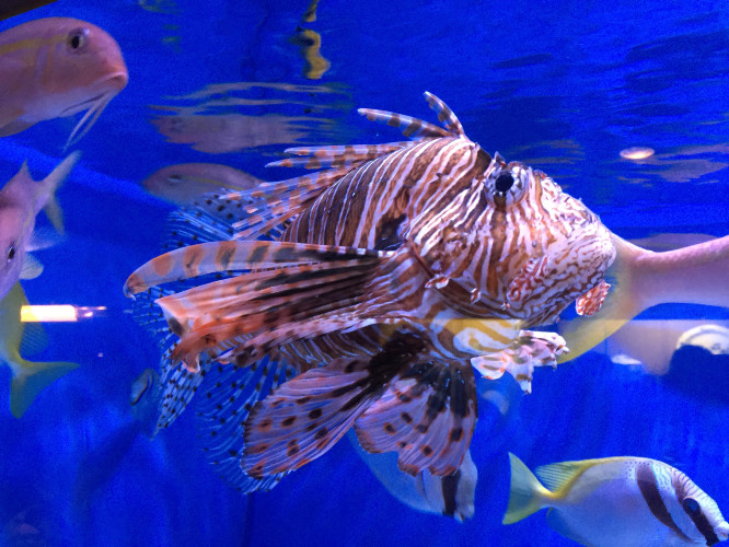 初秋日本快步东京，慢行北海道，泡汤美食8日