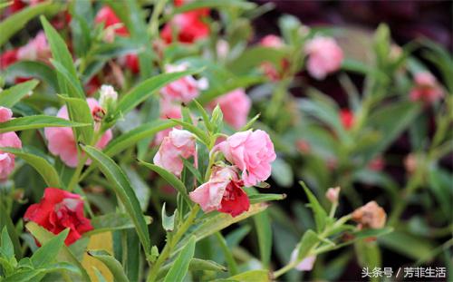 8090美甲店怀旧名称,8090年代的美甲