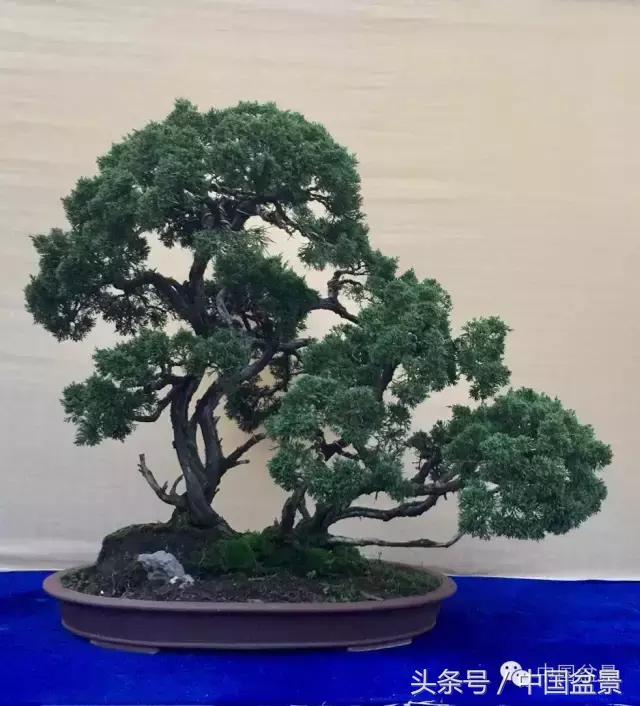 秋冬季节盆景杀菌杀虫,冬季盆景防虫妙招