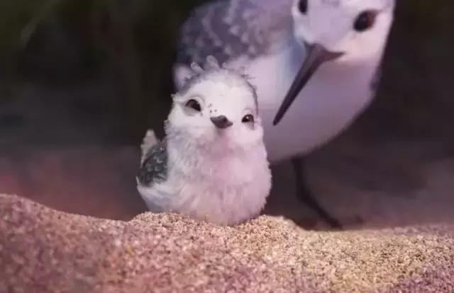 鸟是好鸟就是话多这幅图表达什么,鸟是好鸟是什么梗