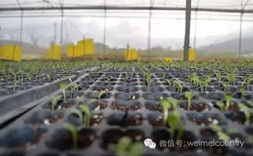 怎么玩好农业众筹,众筹农业模式