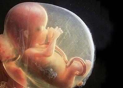怀孕过程及生产过程,怀孕过程中胚胎的发育过程