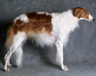 狗狗疑难杂症皮肤病,狗狗真菌性皮肤病