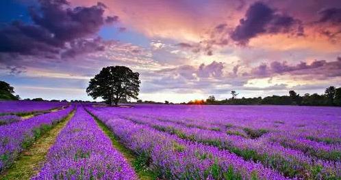 国内第一家“薰衣草世界”：清远薰衣草世界