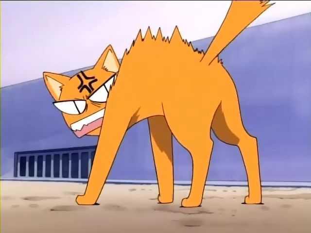 动漫卡通猫的名字,可爱动漫猫图片