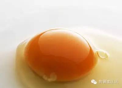 狗狗的十大食物,狗狗禁忌食物一览表