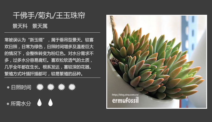 1000种多肉植物珊瑚图鉴,最全多肉品种图鉴