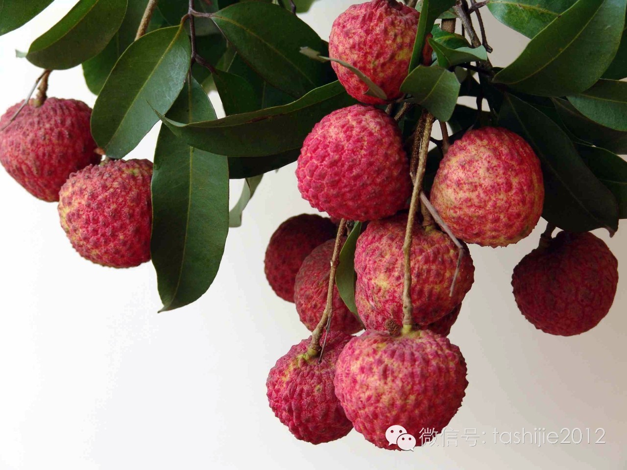 热带水果红牡丹,热带水果莲雾荔枝