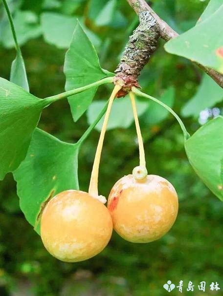 岛城秋韵,“杏”好有你