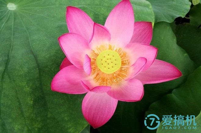 note8荣耀,荣耀note8玩原神