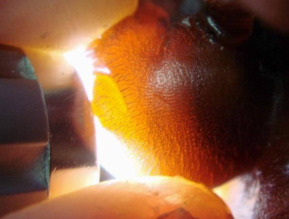 犀角简介,犀角讲解