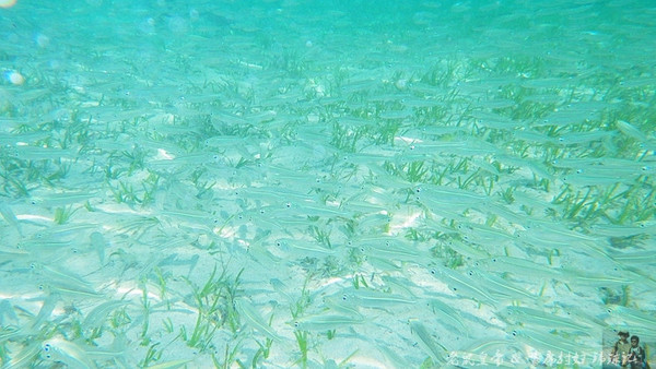 帕劳世界七大海底奇观,帕劳夕阳奇观图片