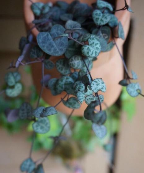 怎么养多肉植物才不会死,多肉植物容易养死原因