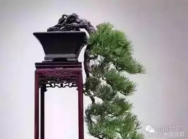 枸杞树桩盆景如何造型,紫薇盆景树桩造型图片