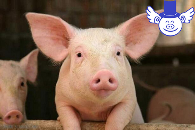 导致猪体温过低六大原因，学会如何预防才能让猪安然度过寒冬！