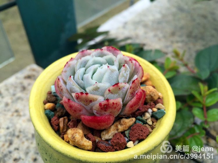 我的多肉小苗一直在露养用遮阳吗,露养冬天的第一盆多肉