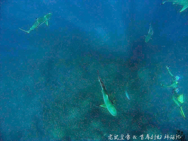 帕劳海底世界完整视频,帕劳潜水遇到的海底生物