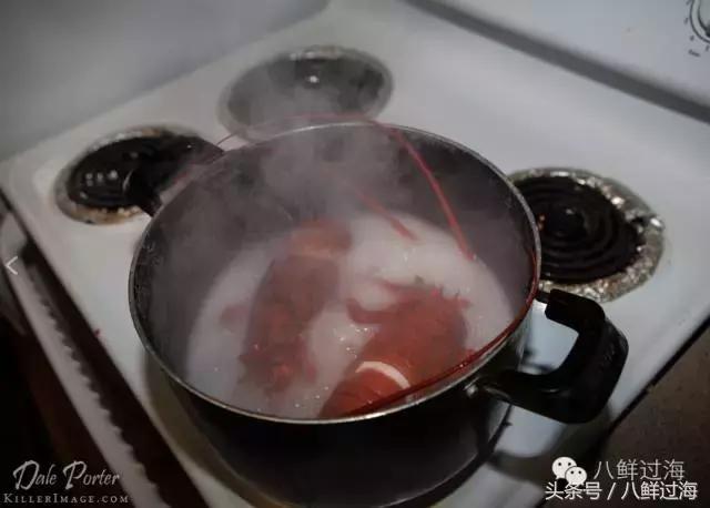 波士顿龙虾竟然是超大号小龙虾,波士顿龙虾绝对鲜活