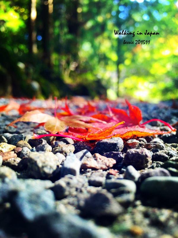 霓虹国秋日暴走之旅,漫步日本旅行游记