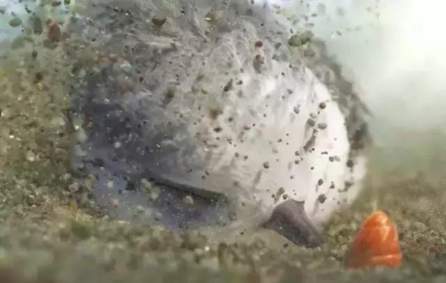 鸟是好鸟就是话多这幅图表达什么,鸟是好鸟是什么梗