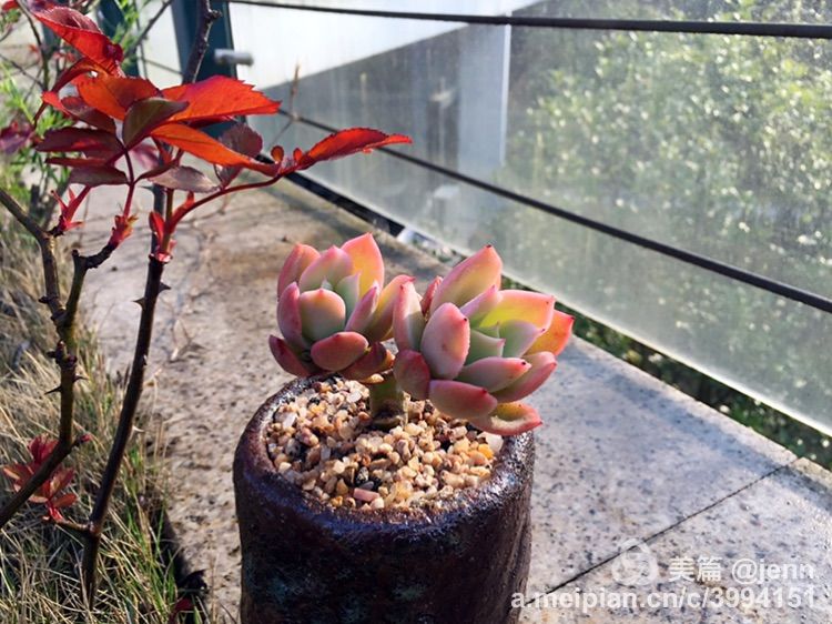 我的多肉小苗一直在露养用遮阳吗,露养冬天的第一盆多肉
