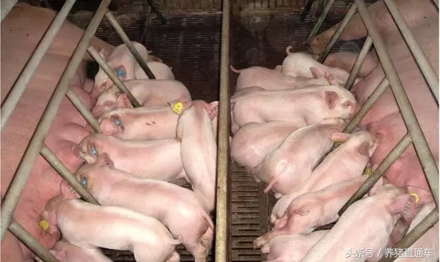 母猪产后不吃食没奶怎么办,母猪产后无奶怎样催乳最快