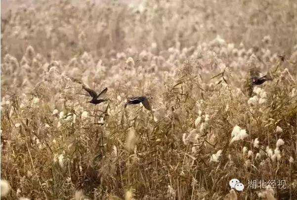 武汉秋天不可错过的美景,武汉踏春打卡地