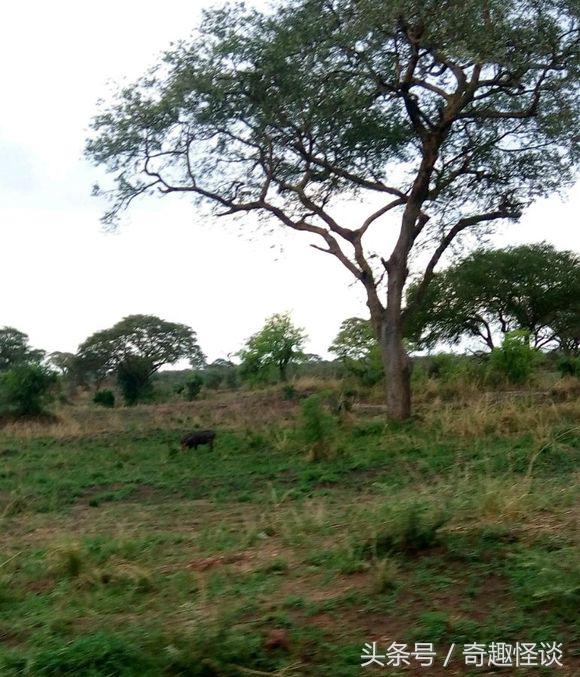 我在非洲工作的日子，给大家介绍下非洲的风土人情
