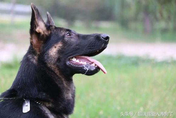 德牧的遗传倾向性疾病,怎么才能让德牧有警觉性