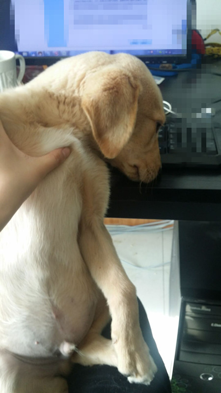 怎么判断犬瘟热狗狗好转,犬瘟热狗狗在家怎么护理