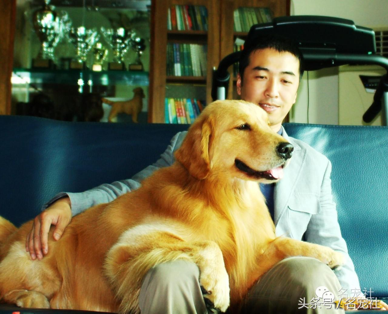 金毛寻回犬产地在哪,正规犬舍赛级双血统金毛幼犬