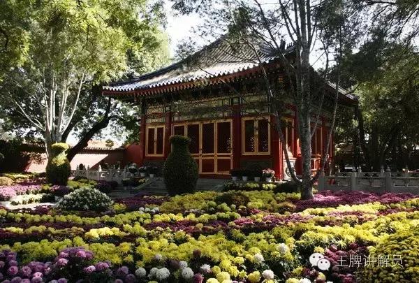 故宫文物菊花,故宫藏菊花长卷