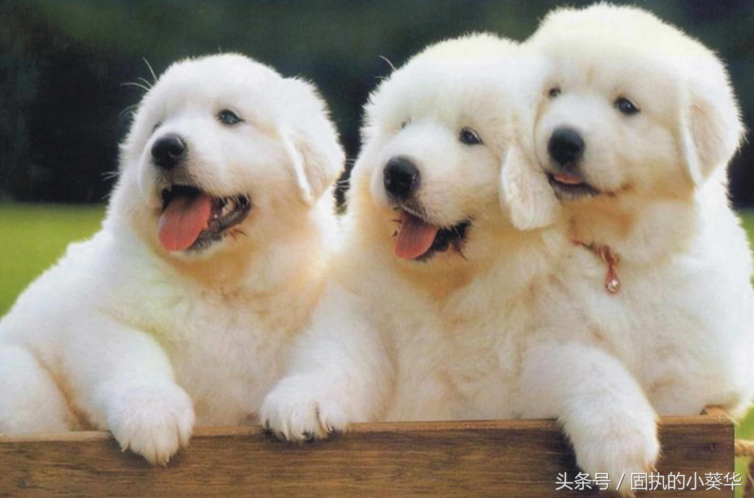 养宠知识狗狗的眼部护理技巧,狗狗怀孕期间有什么注意事项