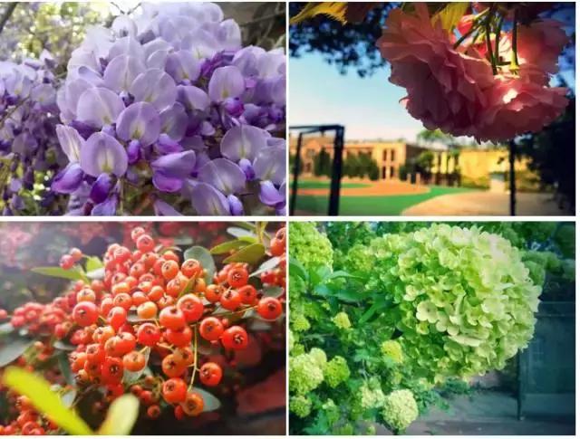 霍格沃茨学校是什么学校,北大霍格沃兹学校