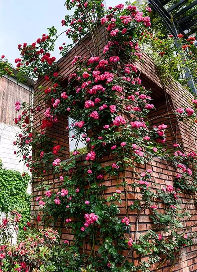 霍格沃茨学校是什么学校,北大霍格沃兹学校