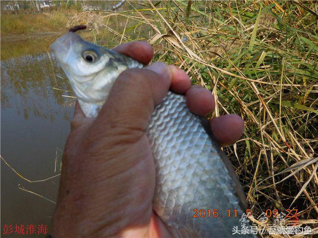 窝料大河野钓推荐,再钓东河水库