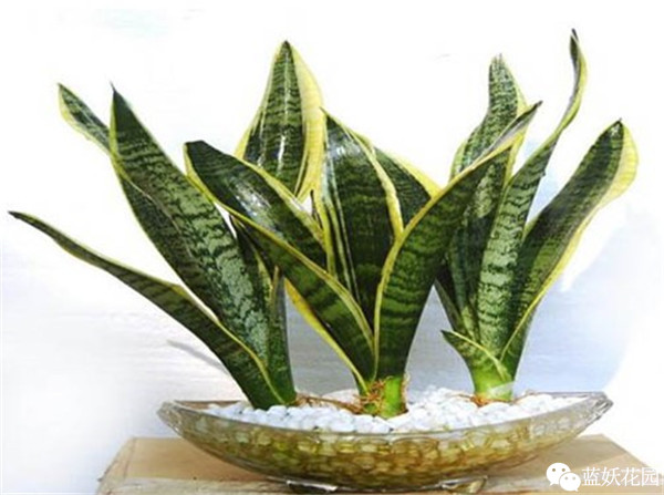 可以净化空气的室内盆栽植物,什么植物净化空气能力最强室内