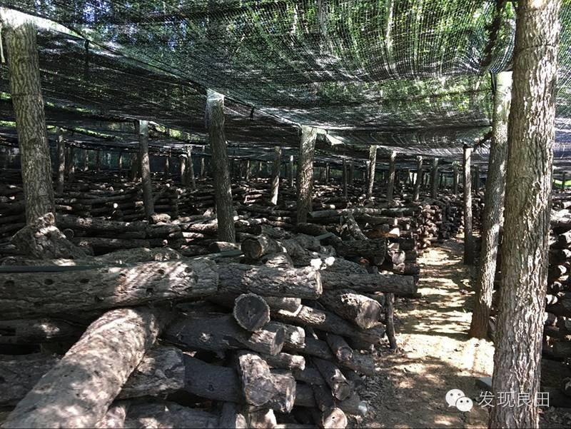 良田路演：景语菇——不忘初心，与梦同行