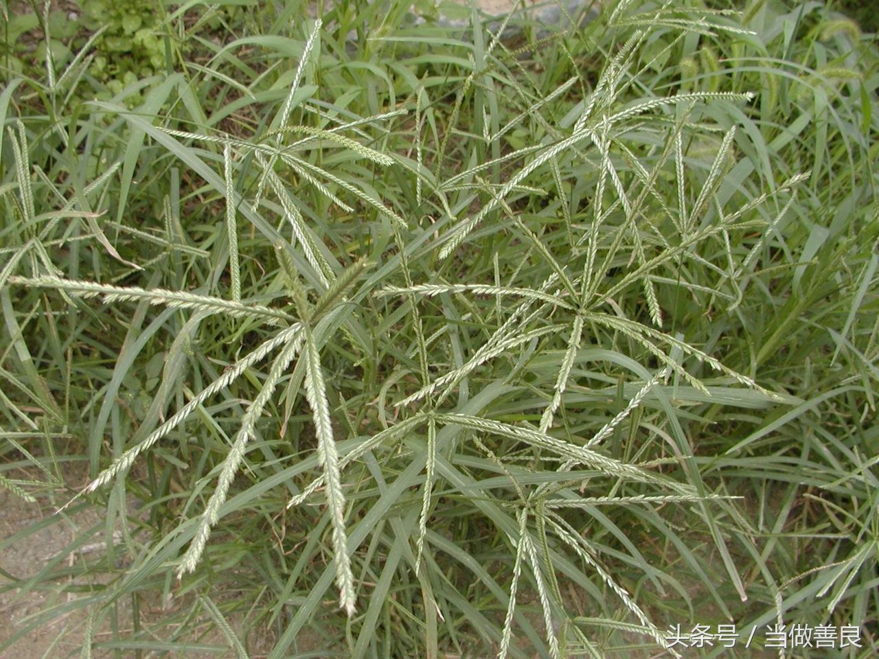 南方小时候常见又叫不上名的植物,四川常见花草植物有哪些