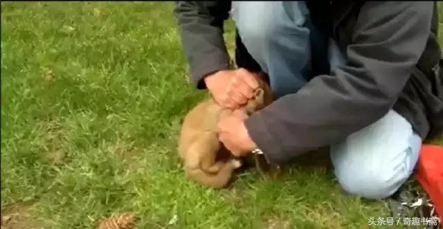 男子帮助被困狐狸,男子帮助被困狐狸报恩