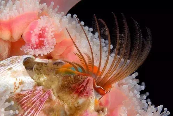 又双叒叕吃人家生殖腺！老不要脸了