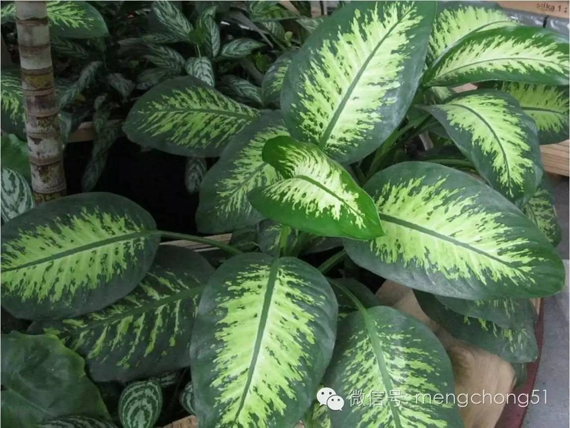 猫咪对哪些植物有毒,对猫咪有毒的植物