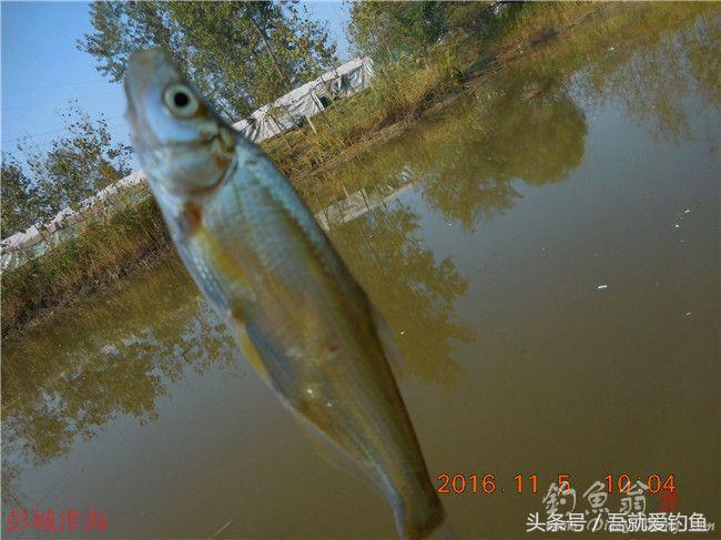 窝料大河野钓推荐,再钓东河水库