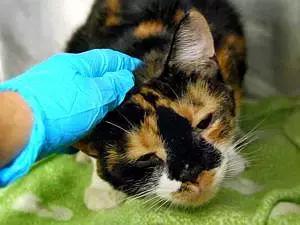 猫狗身上有癣是什么原因 (猫狗得癣)