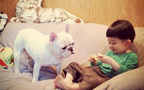 从来不跟狗打交道的星座,狗跟星座的关系