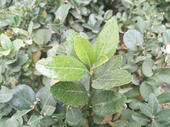 vivoX测评,vivox系列测试2023年