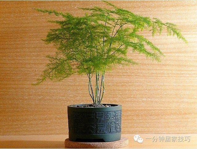 适合在屋里养有利于健康的植物,家里种植什么植物有助于健康
