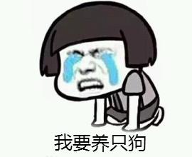 从来不跟狗打交道的星座,狗跟星座的关系