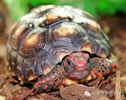 新手入门选什么跑鞋,新手入门选色