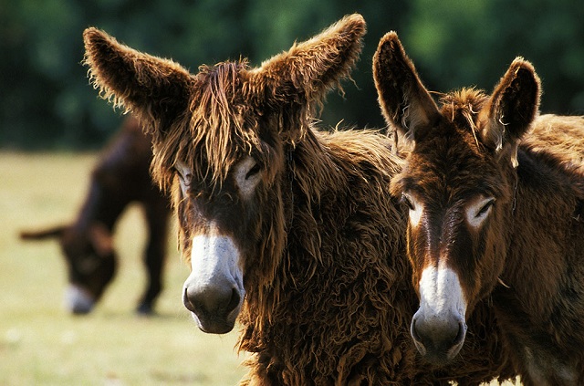 养驴好还是养羊好呢,养毛驴和牛谁比较赚钱